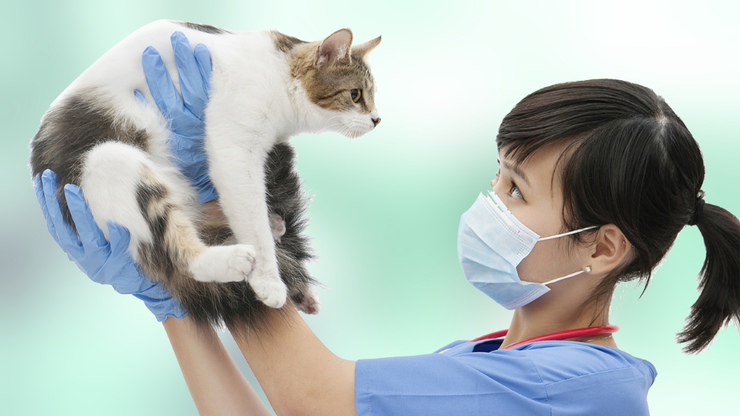 Al Hamra Pet Care Clinic